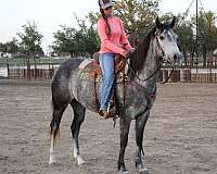 penning-quarter-horse