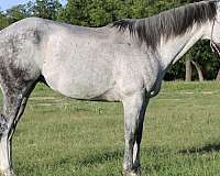 performance-quarter-horse