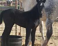 ranch-quarter-horse