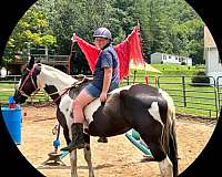 athletic-saddlebred-horse