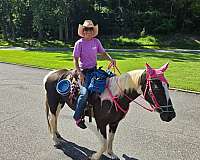 barrel-saddlebred-horse