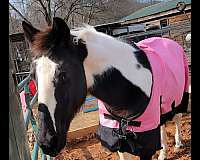 black-white-paint-horse