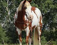 kid-safe-paint-pony