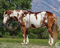 flashy-paint-pony