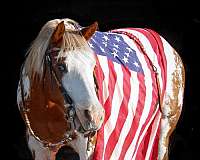 ranch-paint-pony