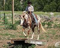 ridden-western-paint-pony