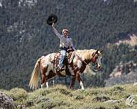 trained-paint-pony