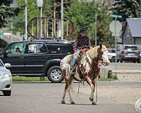 working-cattle-paint-pony