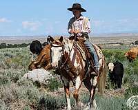 western-riding-paint-pony