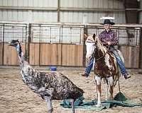 sorrel-overo-paint-pony-gelding