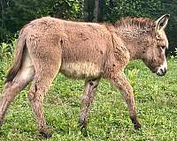 cross-horse