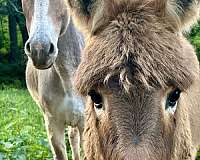 brown-cross-horse
