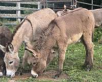 brown-donkey-stallion