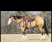 quarter-horse-for-sale