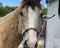 quarter-horse