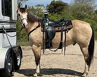 gelding