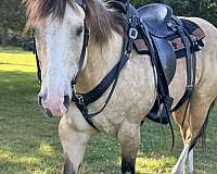 all-around-quarter-horse