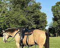 experienced-quarter-horse