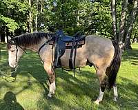 ranch-quarter-horse