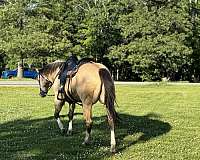 all-around-gelding