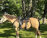 experienced-gelding