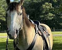 ranch-gelding