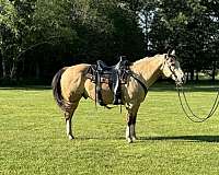 all-around-horse