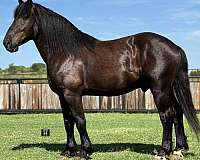 blonde-quarter-pony