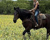 cowboys-quarter-pony