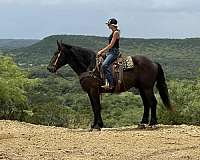 responds-quarter-pony