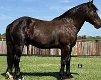standing-quarter-pony