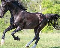 dutch-harness-horse