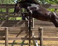 eventing-horse