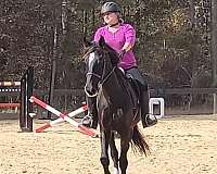 jumper-horse