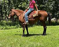 bay-curly-mare