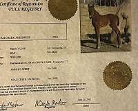 bay-abcr-horse