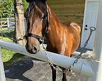 breeding-gaited-paso-fino-horse