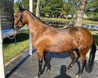 bay-breeding-gaited-horse