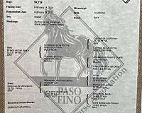 bay-paso-fino-mare