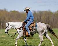 athletic-quarter-horse