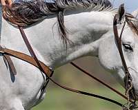calf-roping-quarter-horse