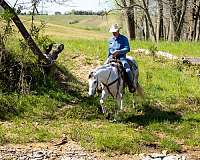 flashy-quarter-horse