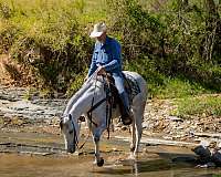heading-quarter-horse