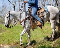 heel-quarter-horse
