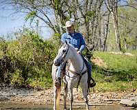 husband-safe-quarter-horse