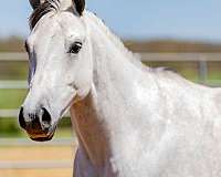 kid-safe-quarter-horse