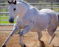 performance-quarter-horse