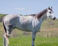 ranch-quarter-horse