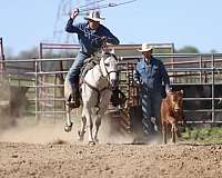 ranch-versatility-quarter-horse