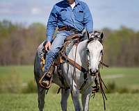 ranch-work-quarter-horse